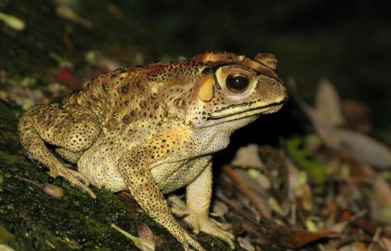 台灣青蛙 台灣青蛙