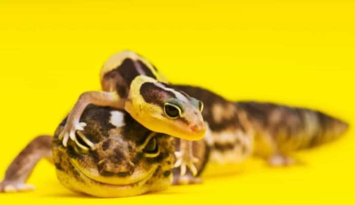 肥尾守宮飼養 肥尾守宮飼養