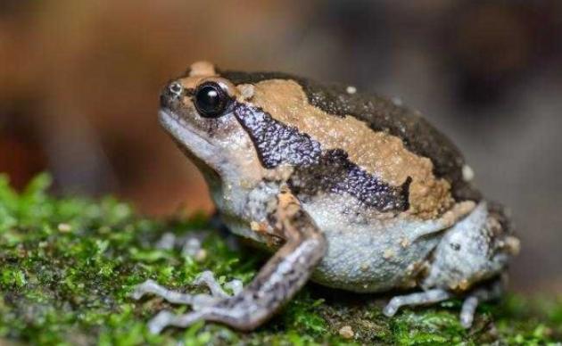 亞洲錦蛙接觸處理 亞洲錦蛙接觸處理