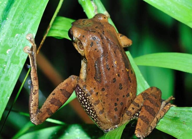 斑腿樹蛙安全 斑腿樹蛙安全
