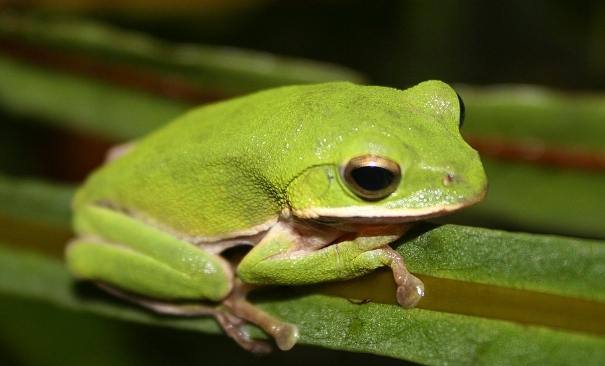 台灣青蛙 台灣青蛙