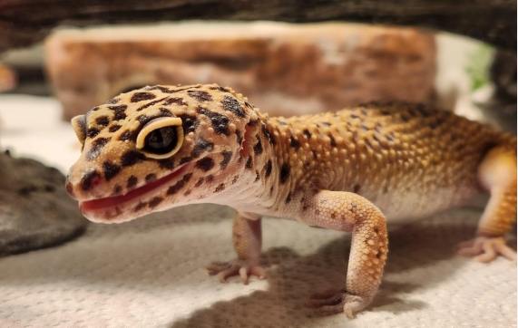 豹紋守宮水果 豹紋守宮水果