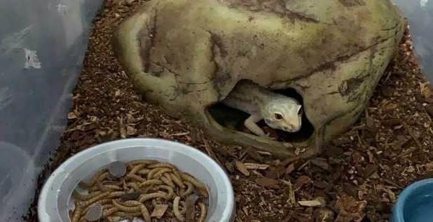 寵物飲食安全 寵物飲食安全