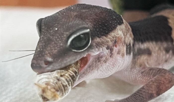 肥尾守宮飼養 肥尾守宮飼養