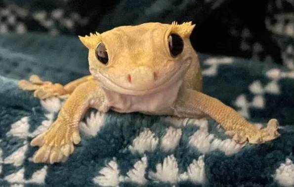 睫角守宮飼養方法 睫角守宮飼養方法
