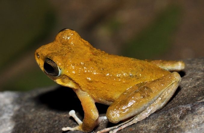 台灣兩棲類觀察 台灣兩棲類觀察