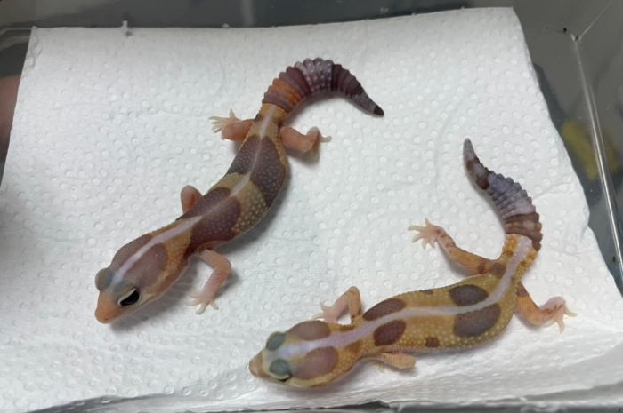 肥尾守宮食物 肥尾守宮食物