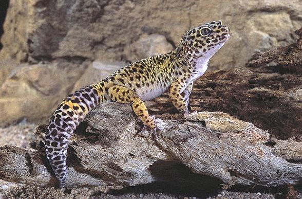 守宮差異 守宮差異