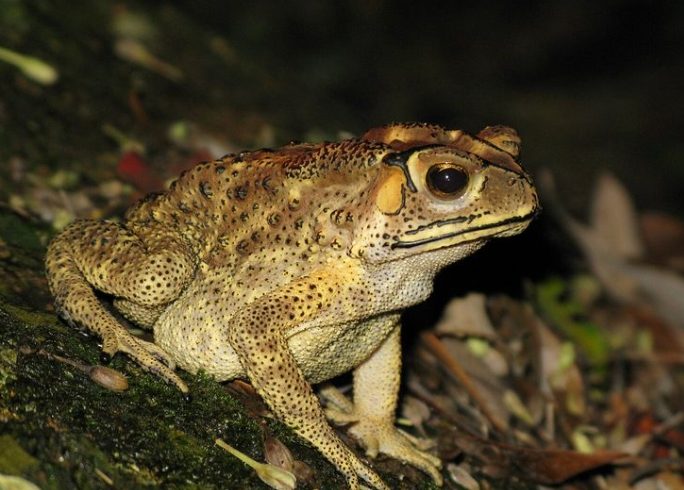 台灣有毒蟾蜍 台灣有毒蟾蜍