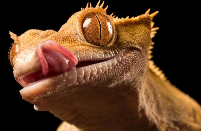 睫角守宮購買 睫角守宮購買