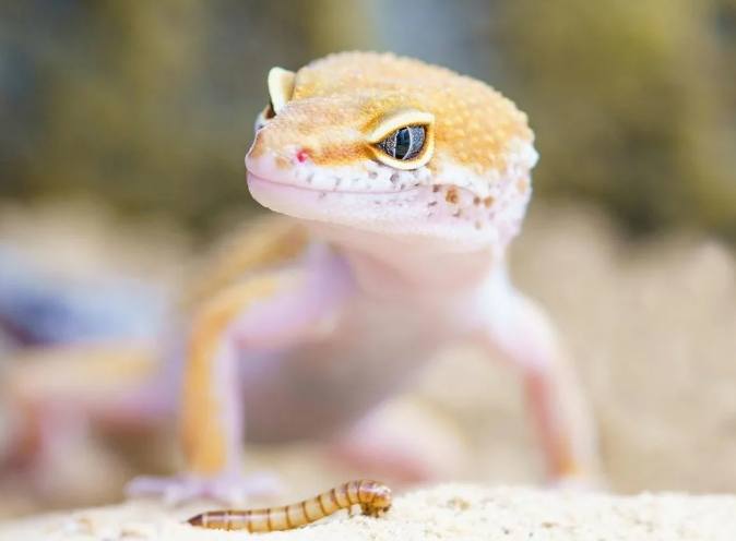 豹紋守宮照顧 豹紋守宮照顧