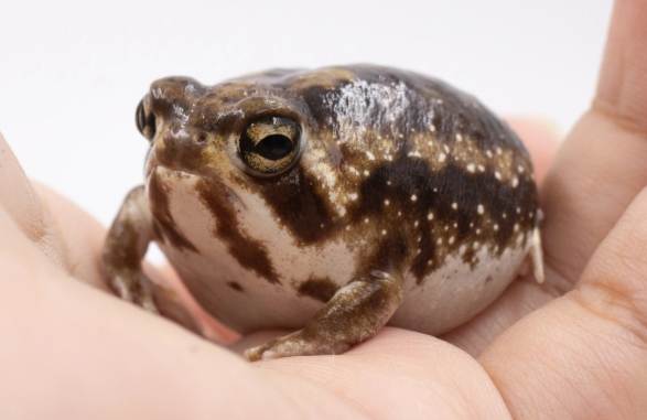 饅頭蛙哪裡買 饅頭蛙哪裡買