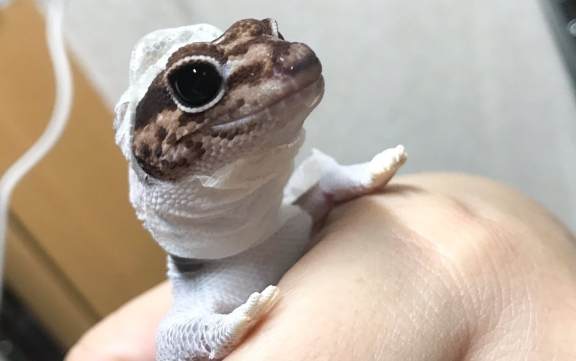 豹紋守宮脫皮 豹紋守宮脫皮