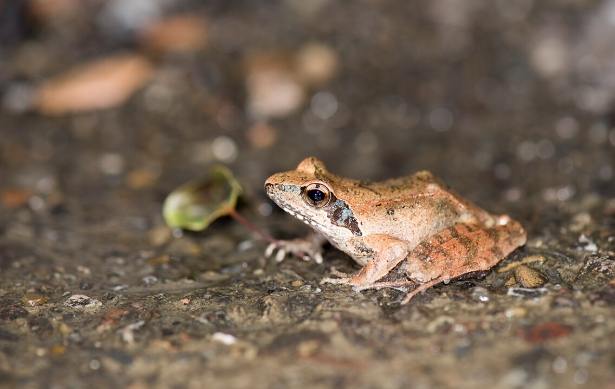 長腳赤蛙飲食 長腳赤蛙飲食