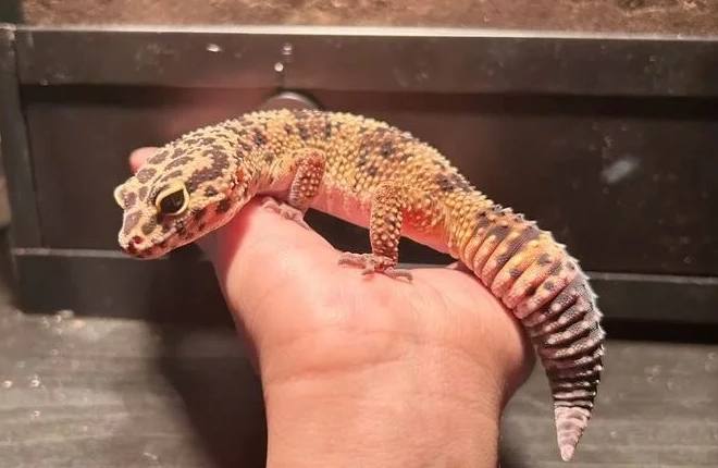 守宮餵食指南 守宮餵食指南