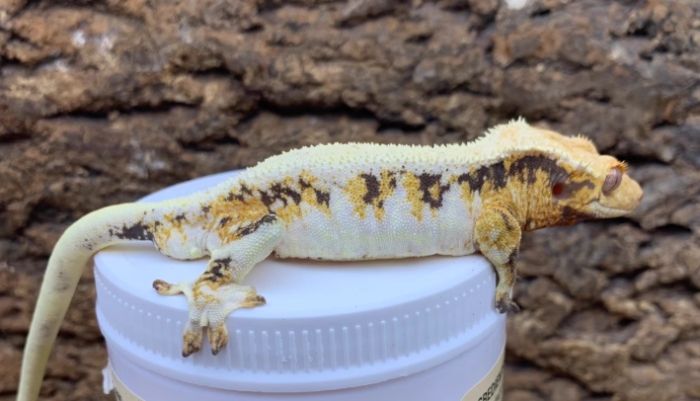 睫角守宮價格 睫角守宮價格