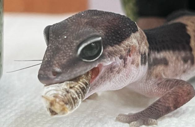 肥尾守宮飼養 肥尾守宮飼養