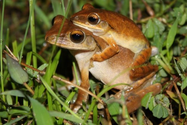 斑腿樹蛙安全 斑腿樹蛙安全