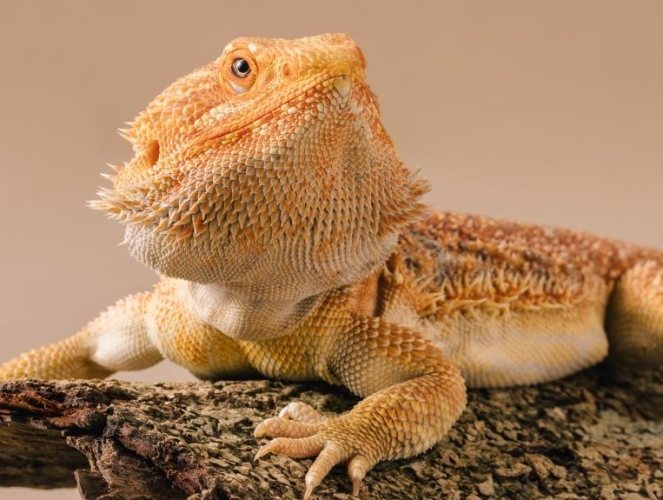 鬆獅蜥成體時間 鬆獅蜥成體時間