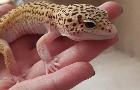 爬蟲類水果餵食 爬蟲類水果餵食