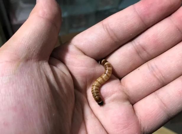 豹紋守宮餵食 豹紋守宮餵食