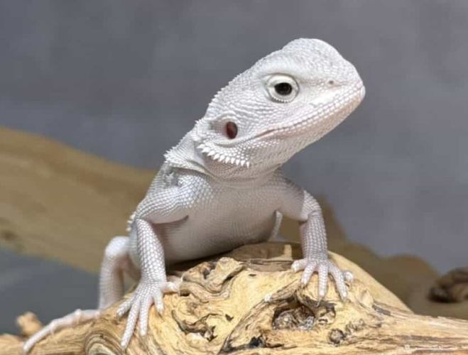 鬆獅蜥生長週期 鬆獅蜥生長週期