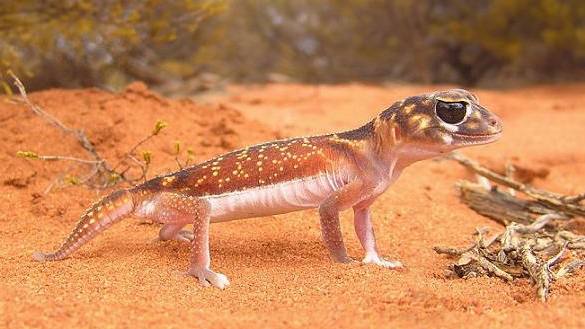 瘤尾守宮飼養 瘤尾守宮飼養