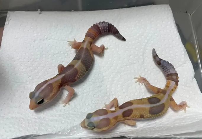 肥尾守宮飼養 肥尾守宮飼養