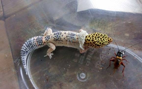 守宮脫皮週期 守宮脫皮週期