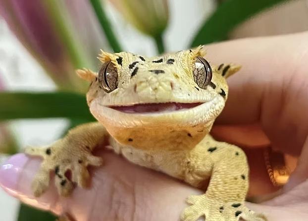 睫角守宮價格 睫角守宮價格