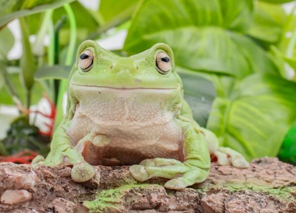 樹蛙照顧技巧 樹蛙照顧技巧