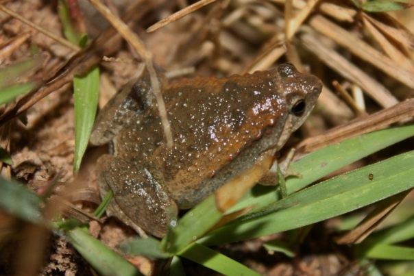 小雨蛙毒性 小雨蛙毒性