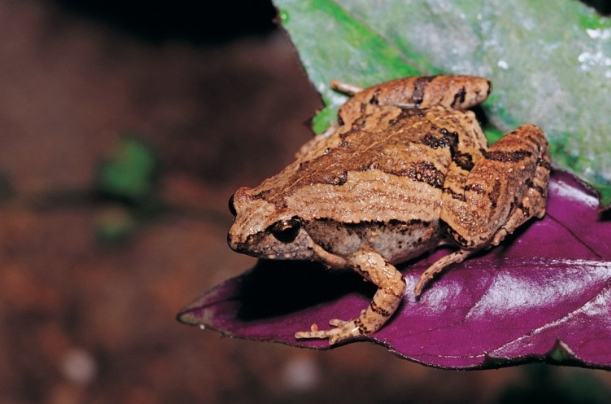 小雨蛙有毒嗎 小雨蛙有毒嗎