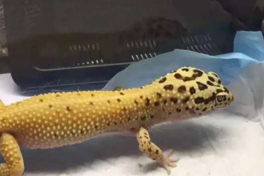 豹紋守宮消化溫度