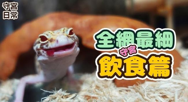 肥尾守宮食物 肥尾守宮食物