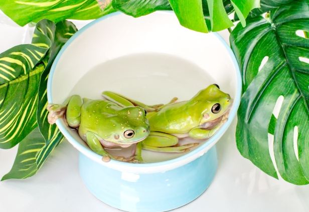 寵物蛙壽命延長 寵物蛙壽命延長