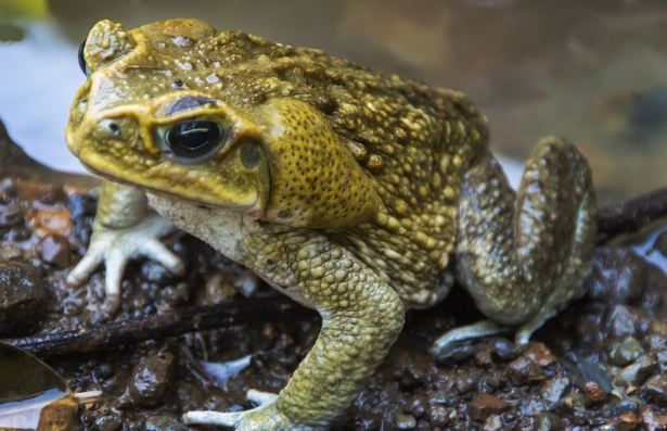 蟾蜍有毒嗎 蟾蜍有毒嗎