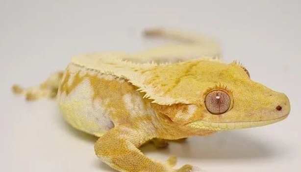 睫角守宮種類 睫角守宮種類