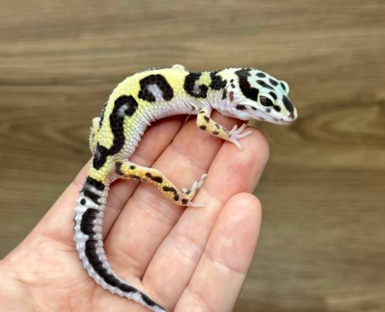 肥尾守宮 肥尾守宮