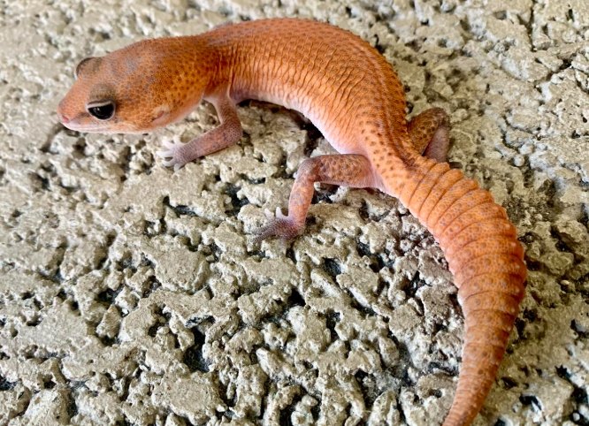 肥尾守宮壽命 肥尾守宮壽命