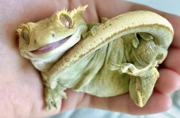 睫角守宮飼養方法 睫角守宮飼養方法