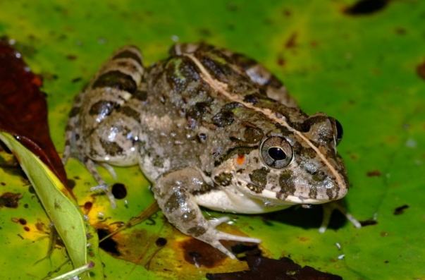 青蛙安全 青蛙安全