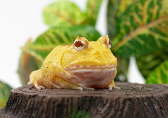 角蛙長大速度全攻略：影響因素、飼養技巧與常見問題解析