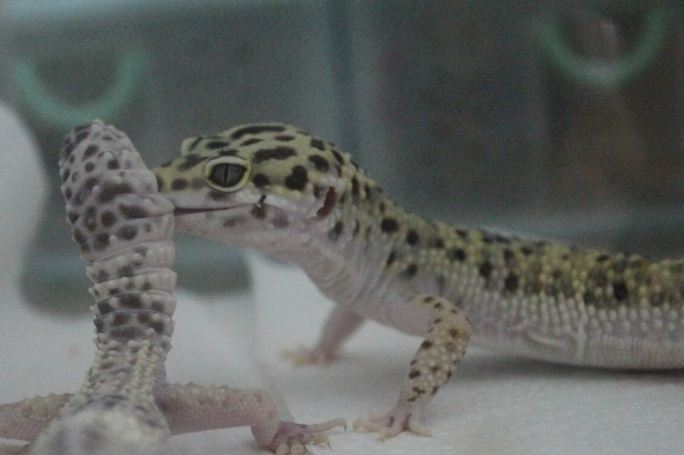 守宮繁殖技巧 守宮繁殖技巧