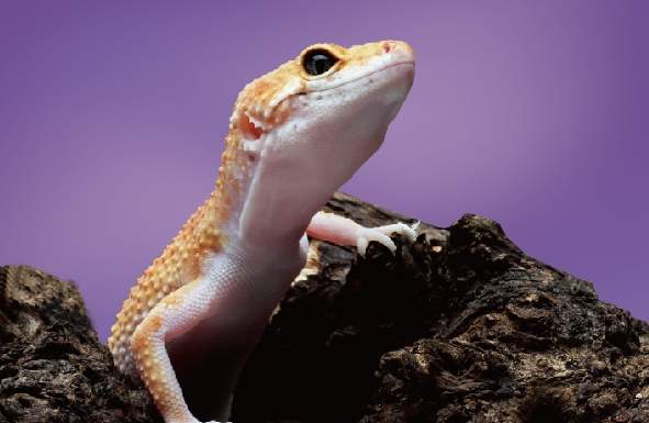 豹紋守宮飼養 豹紋守宮飼養