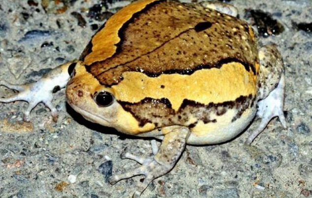 亞洲錦蛙毒性 亞洲錦蛙毒性