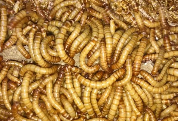 麵包蟲營養 麵包蟲營養