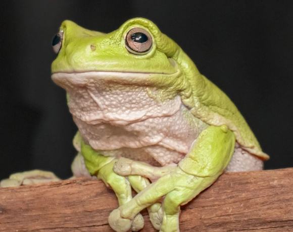 老爺樹蛙飼養溫度 老爺樹蛙飼養溫度