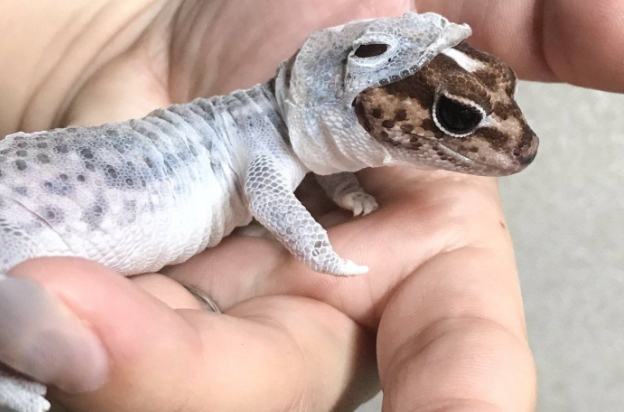 肥尾守宮壽命 肥尾守宮壽命