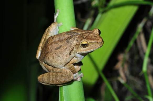 斑腿樹蛙影響 斑腿樹蛙影響